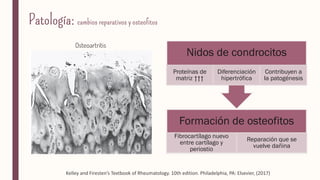 Formación de osteofitos
Fibrocartílago nuevo
entre cartílago y
periostio
Reparación que se
vuelve dañina
Nidos de condrocitos
Proteínas de
matriz ↑↑↑
Diferenciación
hipertrófica
Contribuyen a
la patogénesis
Kelley and Firesten’s Textbook of Rheumatology. 10th edition. Philadelphia, PA: Elsevier, (2017)
 