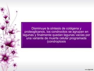 • )
Disminuye la síntesis de colágena y
proteoglicanos, los condrocitos se agrupan en
lagunas y finalmente quedan lagunas vacías por
una variante de muerte celular programada
(condroptosis
 