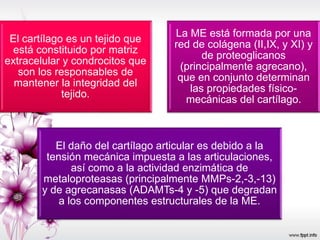 El cartílago es un tejido que
está constituido por matriz
extracelular y condrocitos que
son los responsables de
mantener la integridad del
tejido.
La ME está formada por una
red de colágena (II,IX, y XI) y
de proteoglicanos
(principalmente agrecano),
que en conjunto determinan
las propiedades físico-
mecánicas del cartílago.
El daño del cartílago articular es debido a la
tensión mecánica impuesta a las articulaciones,
así como a la actividad enzimática de
metaloproteasas (principalmente MMPs-2,-3,-13)
y de agrecanasas (ADAMTs-4 y -5) que degradan
a los componentes estructurales de la ME.
 