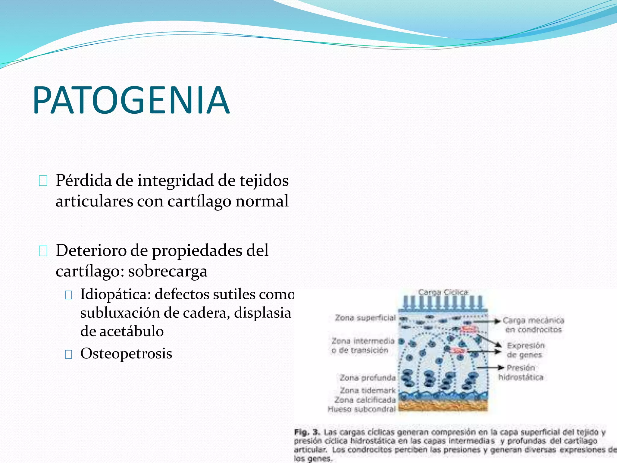 PATOGENIA
Pérdida de integridad de tejidos
articulares con cartílago normal
Deterioro de propiedades del
cartílago: sobrecarga
Idiopática: defectos sutiles como
subluxación de cadera, displasia
de acetábulo
Osteopetrosis
 