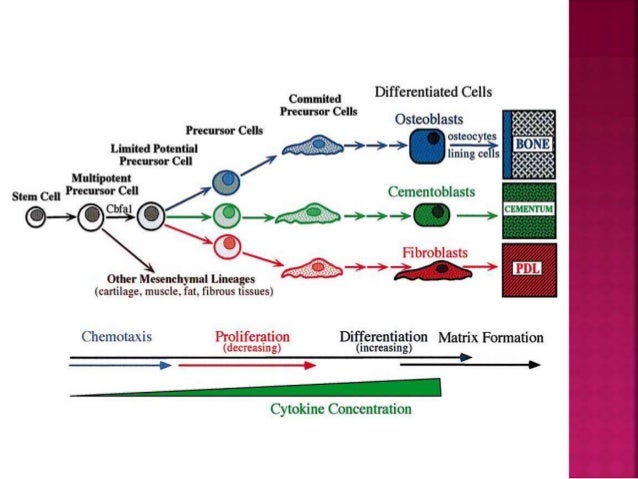 Communication Between Osteoblasts And Osteoclasts During