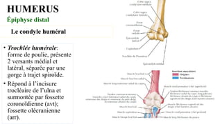 Comprehensive Anatomical Overview of the Humerus Bone and Its Clinical ...