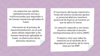 Los osteocitos son células
metabólicamente activas y
multifuncionales que responden a
las fuerzas mecánicas aplicadas al
hueso.
Intervienen en el proceso de
mecanotransducción, en el cual
estas células responden a las
fuerzas mecánicas aplicadas al
hueso. La disminución de los
estímulos mecánico.
El movimiento del líquido intersticial a
través del sistema canalicular genera
un potencial eléctrico transitorio
(potencial de flujo) en el momento en
que se aplica la fuerza.
Un osteocito responde a una fuerza
mecánica reducida al secretar
metaloproteinasas de la matriz (MMP).
El espacio vacío que rodea los
osteocitos es el resultado de la
degradación enzimática de la matriz
ósea por las MMP.
 