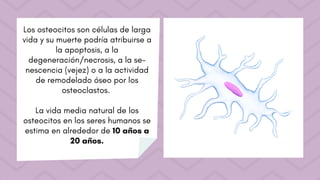 Los osteocitos son células de larga
vida y su muerte podría atribuirse a
la apoptosis, a la
degeneración/necrosis, a la se-
nescencia (vejez) o a la actividad
de remodelado óseo por los
osteoclastos.
La vida media natural de los
osteocitos en los seres humanos se
estima en alrededor de 10 años a
20 años.
 