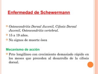 Enfermedad de Schewermann

 Osteocondritis Dorsal Juvenil, Cifosis Dorsal
  Juvenil, Osteocondritis vertebral.
 15 a 19 años.

 No signos de muerte ósea



Mecanismo de acción
 Pcte longilíneo con crecimiento demasiado rápido en
  los meses que preceden al desarrollo de la cifosis
  dorsal.
 