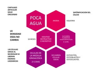 CARTILAGO
ARTICULAR
SIGUE                                                                  SAPÓNIFICACION DEL
CRECIENDO                                                              CALCIO

                POCA                        ANOXIA           ISQUEMIA
                AGUA
  LA
  DENSIDAD
                                                        SUCUMBEN,
  OSEA NO                     EDO/FASE                  ELEMENTOS
               18 MESES      DESTRUCTIVO
  CAMBIA                     O NECROTICO
                                                     HEMATOPOYETICOS
                                                         6-12HRS.




LAS CELULAS
GRASA AL
NECROSASR SE
                CELULAS DE
                LA MEDULA                  SECUMBEN          OSTEOCITOS,
LIBERAN                                     CELULAS          OSTEOBLASTOS Y
ENZIMAS         GRASA/OSEA
                                             OSEAS           OSTEOCLASTOS.
LISOSIMICAS       2-5 DIAS
 