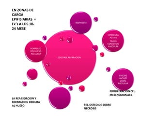 EN ZONAS DE
CARGA
EPIFISIARIAS =
                                      RESPUESTA
Fx´s A LOS 18-
24 MESE
                                                              HIPEREMIA
                                                                ACTIVA
                                                                TEJIDO
                                                              CONECTIVO
                                                              VASCULAR
            REMPLAZO
            DEL HUESO
            ACELULAR
                        EDO/FASE REPARACION




                                                                      VASOSO
                                                                      HACIA EL
                                                                       CANAL
                                                                      MEDULAR


                                                                PROLIFERACION CEL.
                                                                MESENQUIMALES
LA REABSORCION Y
REPARACION DEBILITA
AL HUESO                                      TEJ. OSTEOIDE SOBRE
                                              NECROSIS
 