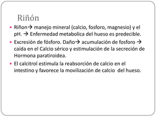 Riñón
 Riñon manejo mineral (calcio, fosforo, magnesio) y el

pH.  Enfermedad metabolica del hueso es predecible.
 Excresión de fósforo. Daño acumulación de fosforo 
caída en el Calcio sérico y estimulación de la secreción de
Hormona paratiroidea.
 El calcitrol estimula la reabsorción de calcio en el
intestino y favorece la movilización de calcio del hueso.

 