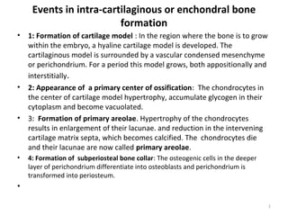 Events in intra-cartilaginous or enchondral bone
formation
•

•

•

•

1: Formation of cartilage model : In the region where the bone is to grow
within the embryo, a hyaline cartilage model is developed. The
cartilaginous model is surrounded by a vascular condensed mesenchyme
or perichondrium. For a period this model grows, both appositionally and
interstitially.
2: Appearance of a primary center of ossification: The chondrocytes in
the center of cartilage model hypertrophy, accumulate glycogen in their
cytoplasm and become vacuolated.
3: Formation of primary areolae. Hypertrophy of the chondrocytes
results in enlargement of their lacunae. and reduction in the intervening
cartilage matrix septa, which becomes calcified. The chondrocytes die
and their lacunae are now called primary areolae.
4: Formation of subperiosteal bone collar: The osteogenic cells in the deeper
layer of perichondrium differentiate into osteoblasts and perichondrium is
transformed into periosteum.

•
1

 