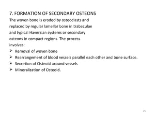 7. FORMATION OF SECONDARY OSTEONS
The woven bone is eroded by osteoclasts and
replaced by regular lamellar bone in trabeculae
and typical Haversian systems or secondary
osteons in compact regions. The process
involves:
 Removal of woven bone
 Rearrangement of blood vessels parallel each other and bone surface.
 Secretion of Osteoid around vessels
 Mineralization of Osteoid.

25

 