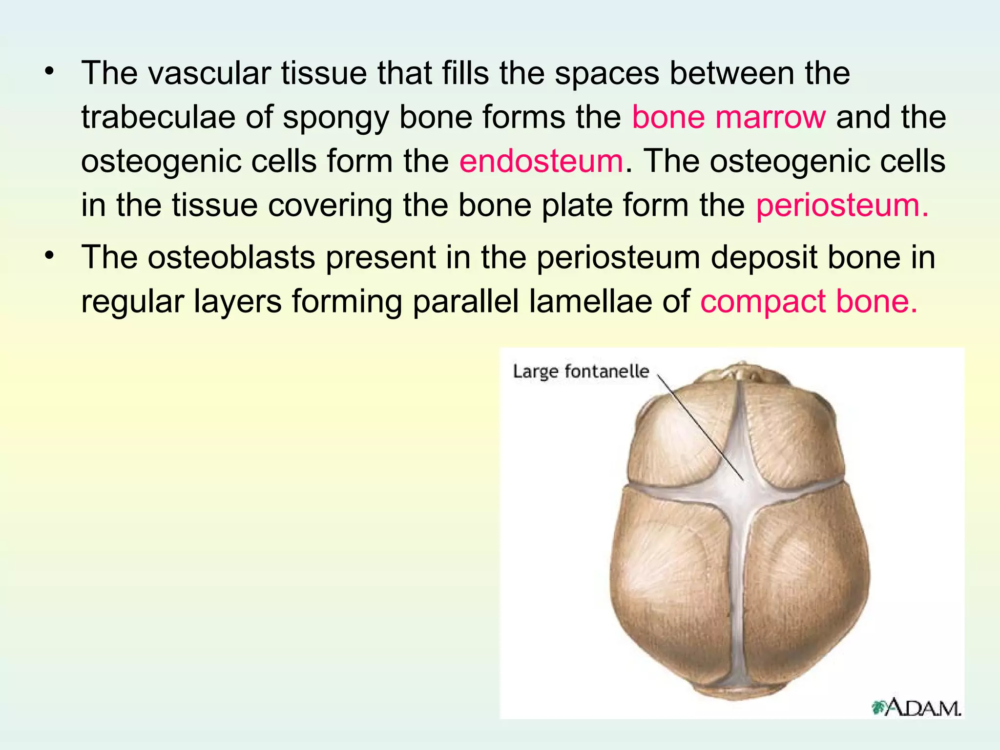 Osteogenesis | PPT