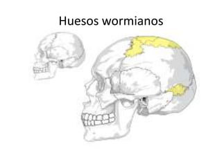 Huesos wormianos

 
