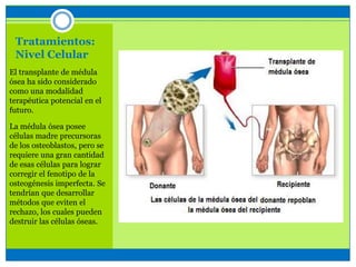 Tratamientos:
Nivel Celular
El transplante de médula
ósea ha sido considerado
como una modalidad
terapéutica potencial en el
futuro.
La médula ósea posee
células madre precursoras
de los osteoblastos, pero se
requiere una gran cantidad
de esas células para lograr
corregir el fenotipo de la
osteogénesis imperfecta. Se
tendrían que desarrollar
métodos que eviten el
rechazo, los cuales pueden
destruir las células óseas.
 