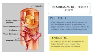 Osteointegración 1 Composión ósea, Dinámica ósea, Reabsorción aposición ...