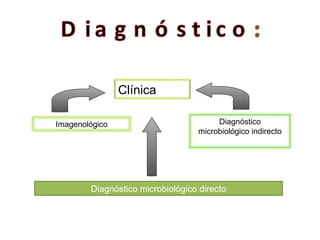 Diagnóstico microbiológico directo Clínica Imagenológico Diagnóstico microbiológico indirecto 