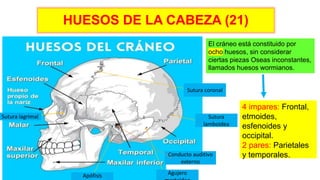 HUESOS DE LA CABEZA (21)
Sutura coronal
Sutura
lamboidea
Conducto auditivo
externo
Sutura lagrimal
Agujero
Apófisis
El cráneo está constituido por
ocho huesos, sin considerar
ciertas piezas Oseas inconstantes,
llamados huesos wormianos.
4 impares: Frontal,
etmoides,
esfenoides y
occipital.
2 pares: Parietales
y temporales.
 
