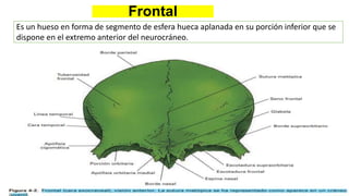 Frontal
Es un hueso en forma de segmento de esfera hueca aplanada en su porción inferior que se
dispone en el extremo anterior del neurocráneo.
 