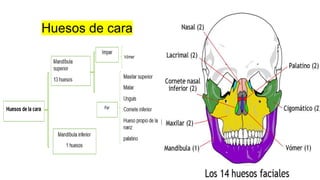 Huesos de cara
 