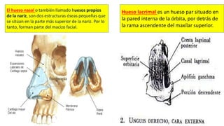 El hueso nasal o también llamado huesos propios
de la nariz, son dos estructuras óseas pequeñas que
se sitúan en la parte más superior de la nariz. Por lo
tanto, forman parte del macizo facial.
Hueso lacrimal es un hueso par situado en
la pared interna de la órbita, por detrás de
la rama ascendente del maxilar superior.
 