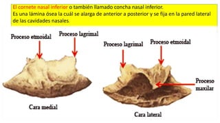 El cornete nasal inferior o también llamado concha nasal inferior.
Es una lámina ósea la cuál se alarga de anterior a posterior y se fija en la pared lateral
de las cavidades nasales.
 