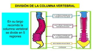 DIVISIÓN DE LA COLUMNA VERTEBRAL
En su largo
recorrido la
columna vertebral
se divide en 5
regiones
 