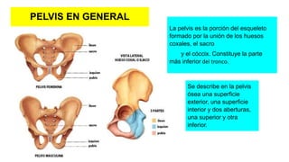 PELVIS EN GENERAL
La pelvis es la porción del esqueleto
formado por la unión de los huesos
coxales, el sacro
y el cóccix. Constituye la parte
más inferior del tronco.
Se describe en la pelvis
ósea una superficie
exterior, una superficie
interior y dos aberturas,
una superior y otra
inferior.
 