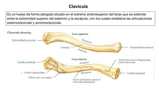 Clavícula
Es un hueso de forma alargada situado en el extremo anterosuperior del tórax que se extiende
entre la extremidad superior del esternón y la escápula, con los cuales establece las articulaciones
esternoclavicular y acromioclavicular.
 