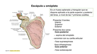 Escápula u omóplato
Es un hueso aplanado y triangular que se
dispone aplicado a la parte superior y posterior
del tórax, a nivel de las 7 primeras costillas.
Presenta 3 bordes:
Interior
Superior
Exterior
Presenta dos caras:
Cara posterior
- espina del omoplato
- acromion con su carilla articular
- fosa supraespinosa
-fosa infraespinosa
Cara anterior
- fosa subescapular
 