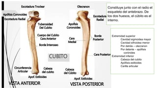 Constituye junto con el radio el
esqueleto del antebrazo. De
los dos huesos, el cúbito es el
interno.
Extremidad superior
Cavidad sigmoidea mayor
Cavidad sifnoidea menor
Por detrás – olecranon
Por delante – apófisis
corónides
Extremidad inferior
Cabeza del cubito
Apófisis estiloides
Carilla articular
 