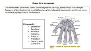 Hueso de la mano carpo
El esqueleto óseo de la mano consta de tres segmentos, el carpo, el metacarpo y las falanges.
Asociados a las articulaciones entre las falanges y los metacarpianos aparecen también de forma
inconstante algunos huesos sesamoideos.
Fila superior:
• Escafoides
• Semilunar
• Piramidal
• Psciforme
• Trapecio
• Trapezoide
• Hueso grande
Ganchoso.
 