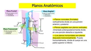 Planos Anatómicos
---Planos coronales (frontales)
verticalmente divide en una porción
anterior y posterior.
---Planos sagitales son planos verticales,
-Orientado anteroposteriormente divide
en una porción derecha e izquierda.
----Los planos horizontales son planos
dispuesto transversalmente -Puesto
horizontalmente, divide el cuerpo en una
parte superior e inferior.
 