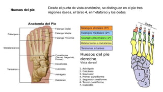 Huesos del pie
Desde el punto de vista anatómico, se distinguen en el pie tres
regiones óseas, el tarso 4, el metatarso y los dedos.
 