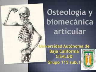Osteología y biomecánica articular Universidad Autónoma de Baja CaliforniaCISALUD Grupo 115 sub.1 