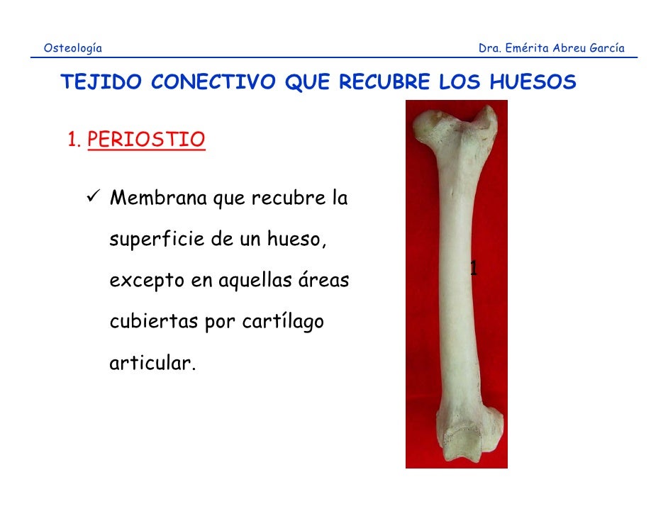 Osteología                                   Dra. Emérita Abreu García  TEJIDO CONECTIVO QUE RECUBRE LOS HUESOS    1. PERI...