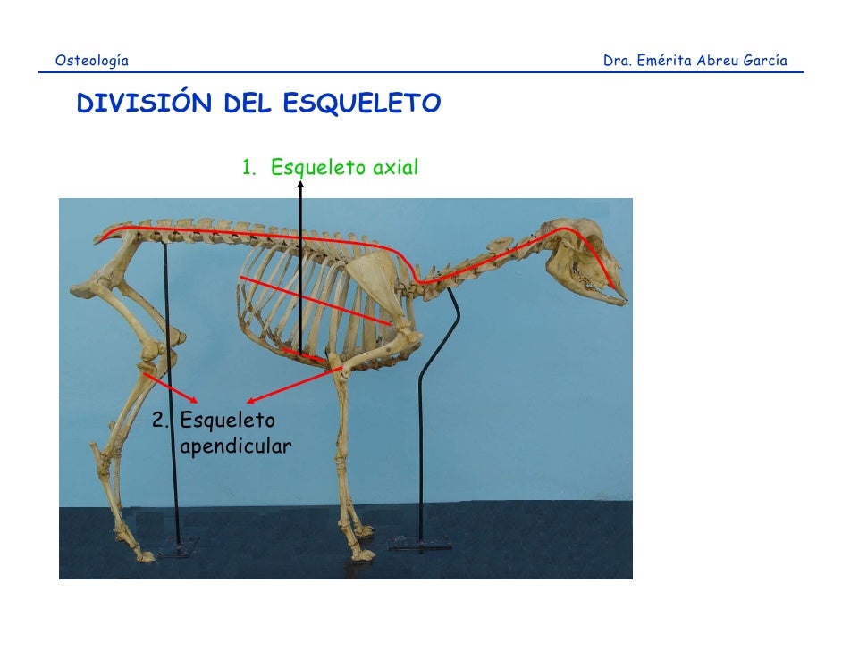 Osteología                                Dra. Emérita Abreu García  DIVISIÓN DEL ESQUELETO                     1. Esquele...