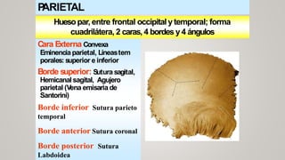 OSTEOLOGA-2.pptx