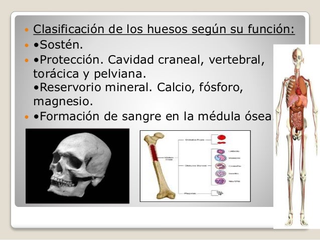 Para Que Sirven Los Huesos Sesamoideos