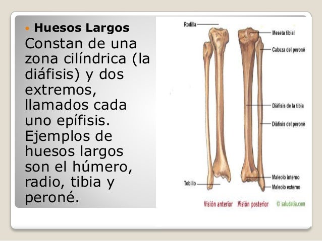 Osteología