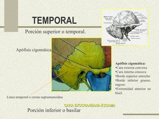 Borde Rugoso PROOSTEOLOGIA DE CABEZA Y CUELLO REVIION | PPT