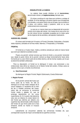1
ESQUELETO DE LA CABEZA
La cabeza ósea puede dividirse en el neurocráneo,
denominado cráneo y el esplecnocráneo, llamado cara.
El cráneo constituye la caja ósea que contiene y protege al
encéfalo. En él se distingue una parte superior que corresponde
a la bóveda y una parte inferior que es la base, que se divide en
3 pisos, uno anterior, medio y posterior, tanto en su cara
endocraneal como exocraneal.
La cara es un macizo óseo que se desprende de la porción
anterior de la base del cráneo. Los huesos de la cara junto con
los del cráneo forman cavidades ocupadas por la mayor parte
de los órganos de los sentidos y del aparato masticatorio.
HUESOS DEL CRANEO
El cráneo está formado por 8 huesos; el Frontal, Etmoides, Esfenoides y Occipital,
todos impares y ubicados en la línea media. Además, 2 Temporales y 2 Parietales.
FRONTAL
El frontal es un hueso impar, medio y simétrico ubicado por sobre el macizo facial
que cierra por delante la cavidad craneal.
Posee una porción vertical convexa que forma la frente y una porción horizontal
que, desde la parte inferior de la porción vertical se dirige horizontalmente hacia atrás
formando por su cara inferior parte de la órbita (techo) y de las fochas nasales, por lo que
se denomina también orbitonasal.
Para su descripción, al frontal se le distinguen 2 caras: una exocraneal y una
endocraneal, ésta última se relaciona con el lóbulo frontal del cerebro. Ambas caras se
separan entre sí por un borde circunferencial.
a. Cara Exocraneal
Se distinguen la Región Frontal, Región Orbitonasal y Cresta Orbitonasal
1. Región Frontal
Es la porción vertical del hueso que
forma parte de la frente. En ella se
distingue en la línea media vestigios de la
sutura metópica (1) resultante de la unión
de las 2 mitades primitivas del hueso;
sobre ella se encuentra la eminencia
frontal media o glabela (2), que se
prolonga lateralmente en los arcos
superciliares (3). En la parte más lateral de
esta cara se observa la cresta lateral (4)
del frontal que delimita por delante una
superficie lisa denominada carilla temporal
del frontal (5) que forma parte de la fosa
temporal, donde se inserta el musculo
temporal.
Lateralmente se encuentran además las eminencias frontales (6), que
corresponden al punto de mayor convexidad de la superficie convexa
1 2
33 45
6 6
 