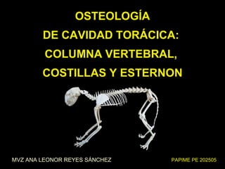 Osteología de la cavidad torácica