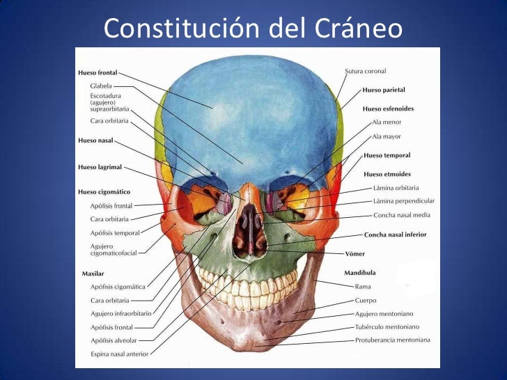 Osteología del cráneo, frontal y etmoides