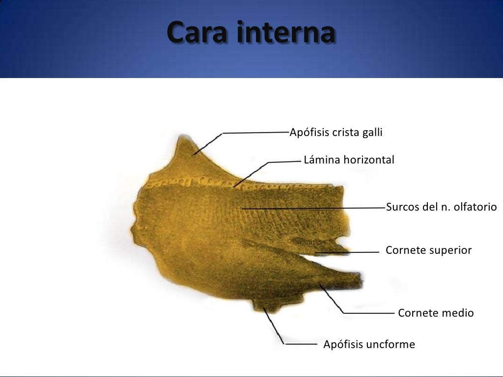 Osteología del cráneo, frontal y etmoides