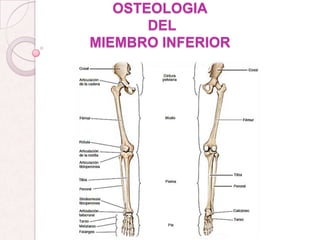 OSTEOLOGIA
DEL
MIEMBRO INFERIOR

 