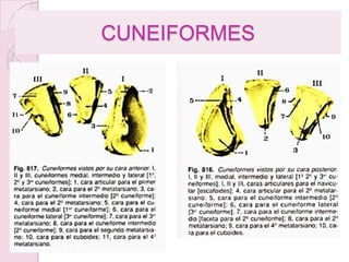 Osteología del miembro inferior | PPTX