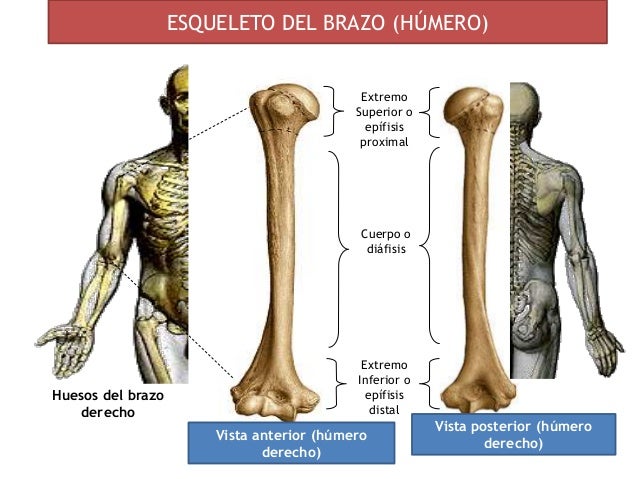 Osteología del miembro superior i (Anatomía Humana)