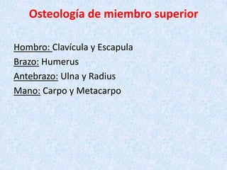 Osteología de miembro superior Hombro: Clavícula y Escapula Brazo:Humerus Antebrazo:Ulna y Radius Mano: Carpo y Metacarpo 