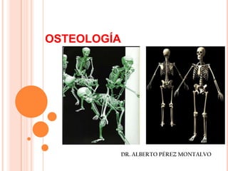 OSTEOLOGÍA DR. ALBERTO PÉREZ MONTALVO 