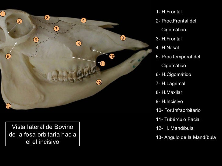 Osteología y artrología de cabeza