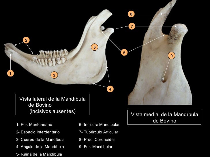 Osteología y artrología de cabeza Osteología y artrología de cabeza